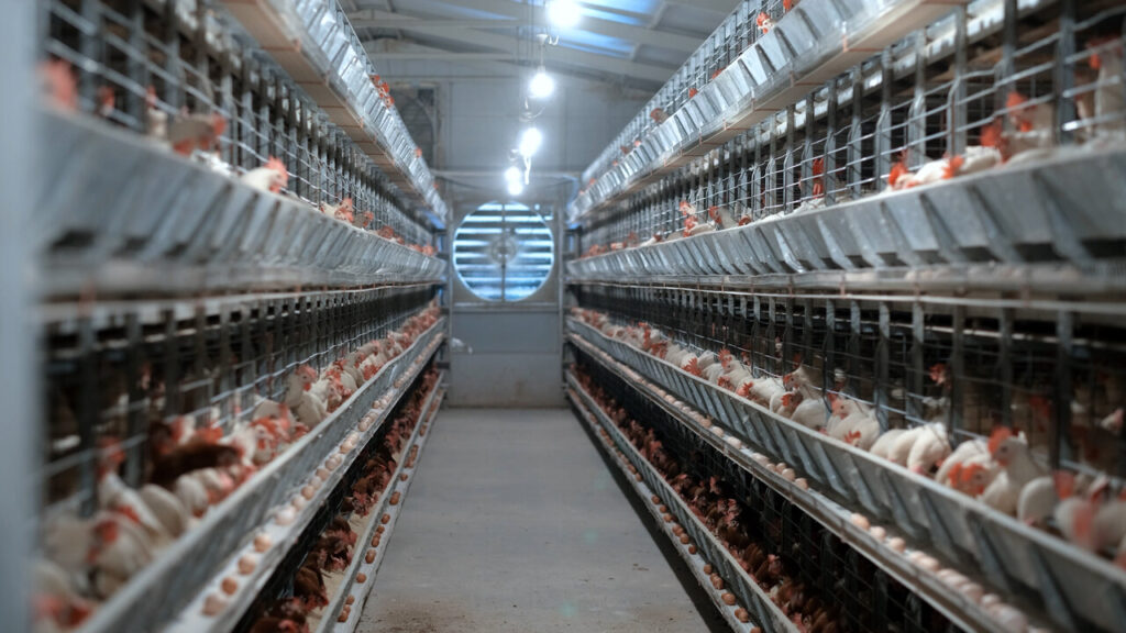 especialistas destacam a importancia da prevencao a gripe aviaria 1