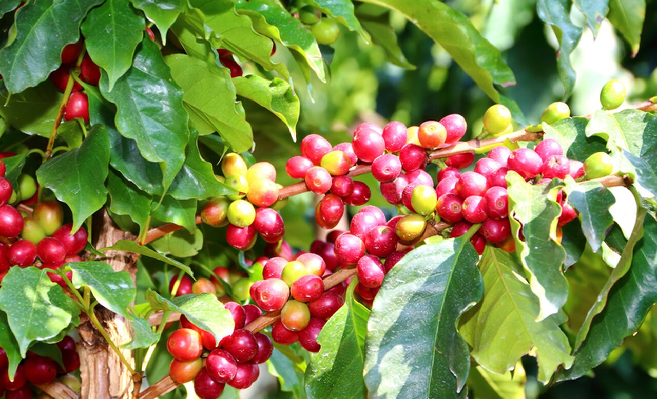 Existe algum programa que incentive a criação de startups destinadas à produção de café?