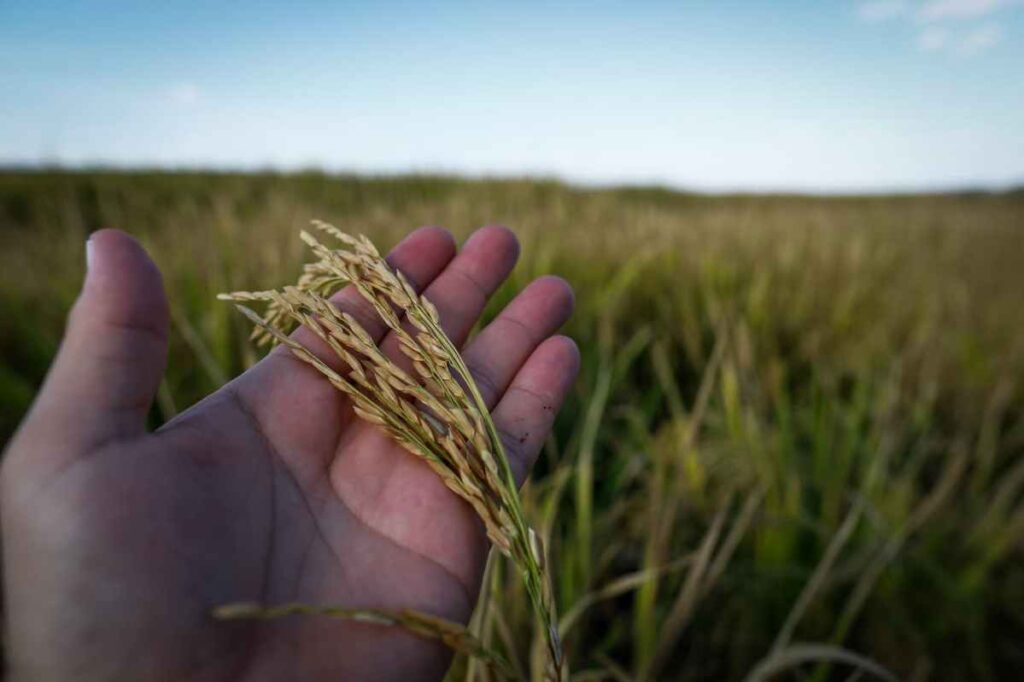 exportacoes de arroz somam 1976 mil toneladas em maio confira 1