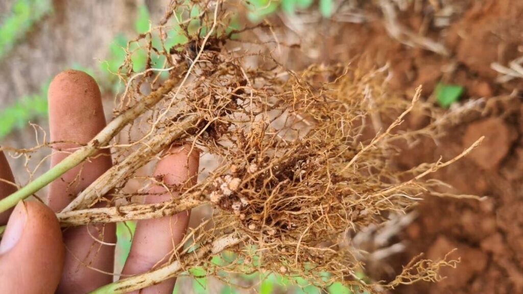 fixacao biologica de nitrogenio gera lucro e beneficio ambiental 1