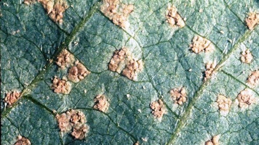 genoma do fungo causador revela pistas para controle 2 genoma do fungo causador revela pistas para controle