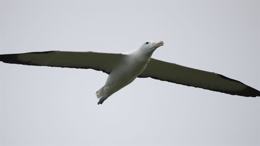 gripe aviaria chega no parana 1