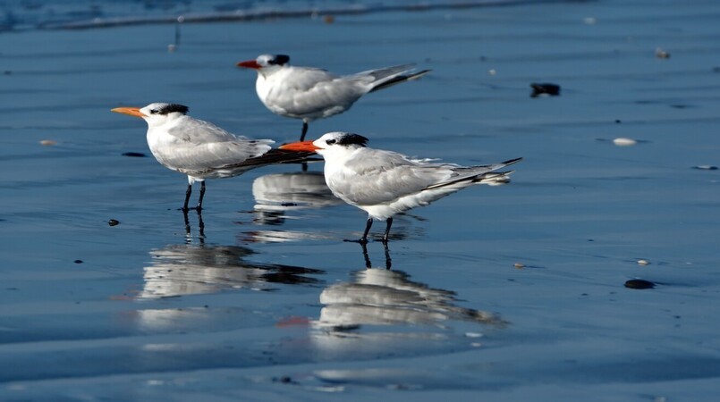 gripe aviaria mapa orienta estados e df a declararem emergencia zoossanitaria 2