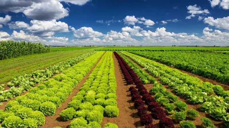 idr parana debate plantio direto de hortalicas em evento