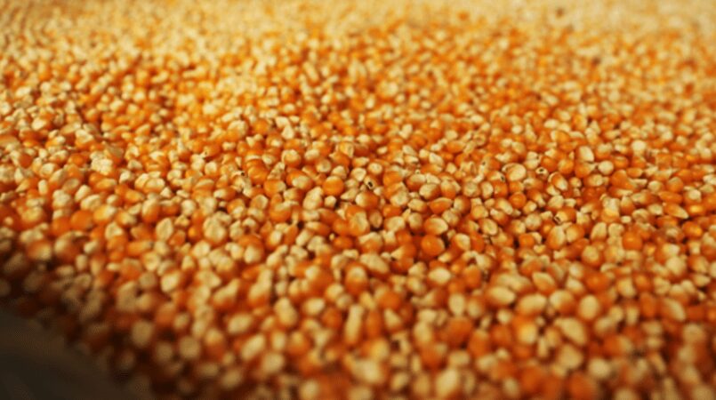 indicador do milho sobe sustentado pelo mercado externo 1