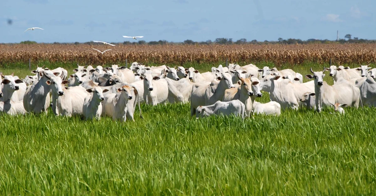 Índice de Commodities do BC cai 4,68% em maio e acumula redução de 11,59% em 2023 • Portal DBO