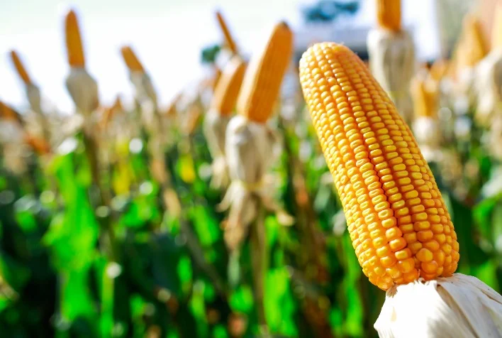Lavouras de milho safrinha de Uberlândia (MG) estão na fase final de maturação 3 lavouras de milho safrinha de uberlandia mg estao na fase final de maturacao