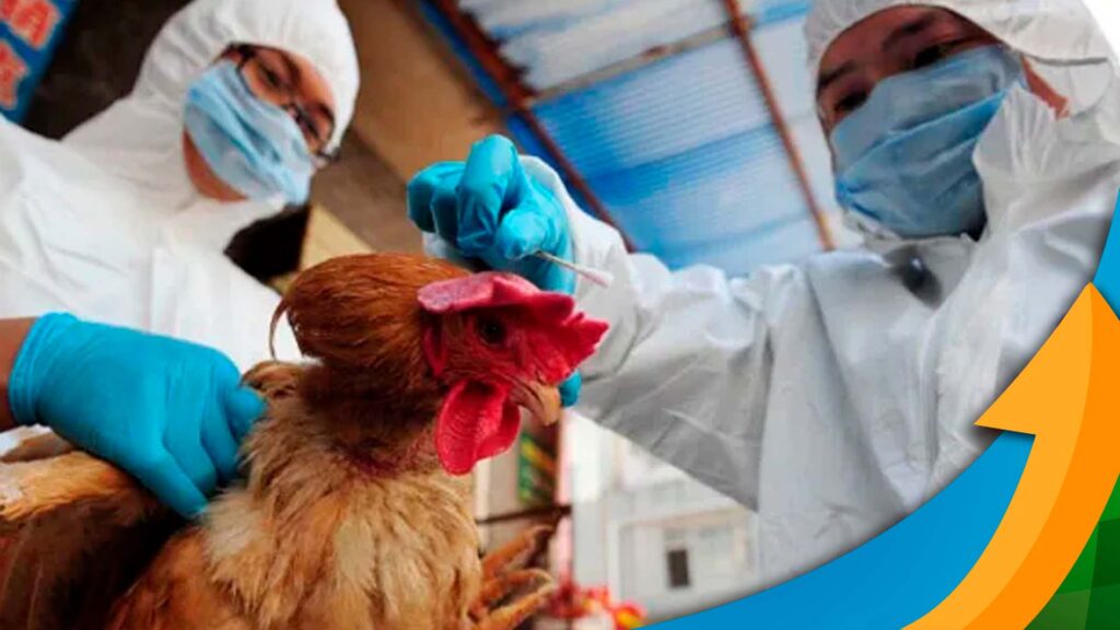 lideranca da avicultura do espirito santo fala sobre gripe aviaria e destaca