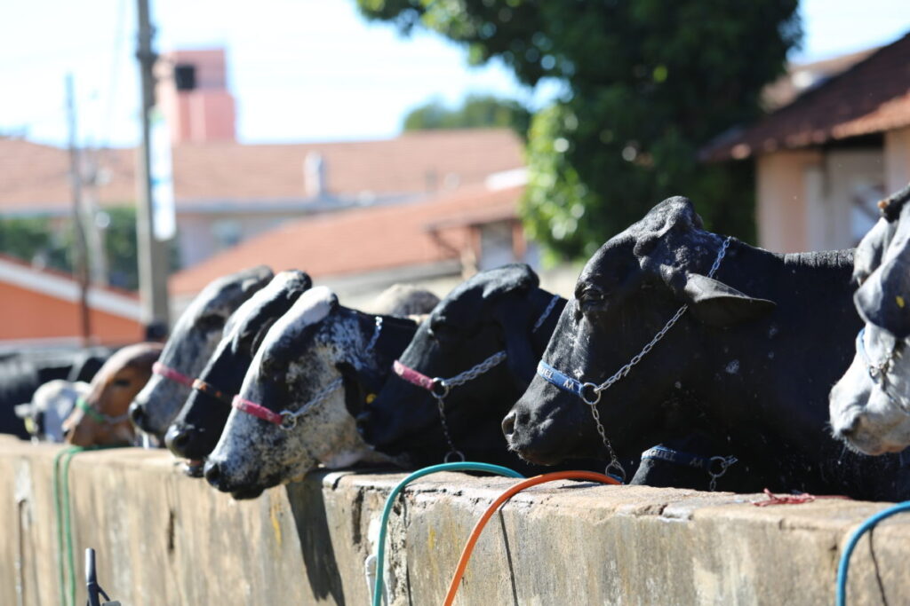 lideranças cobram mudanças na importação de leite do Brasil • Portal DBO 2 liderancas cobram mudancas na importacao de leite do brasil portal dbo