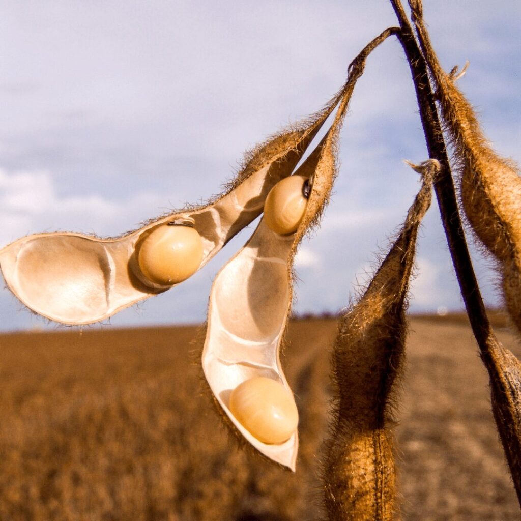 manejo de bioestimulantes na cultura da soja 1
