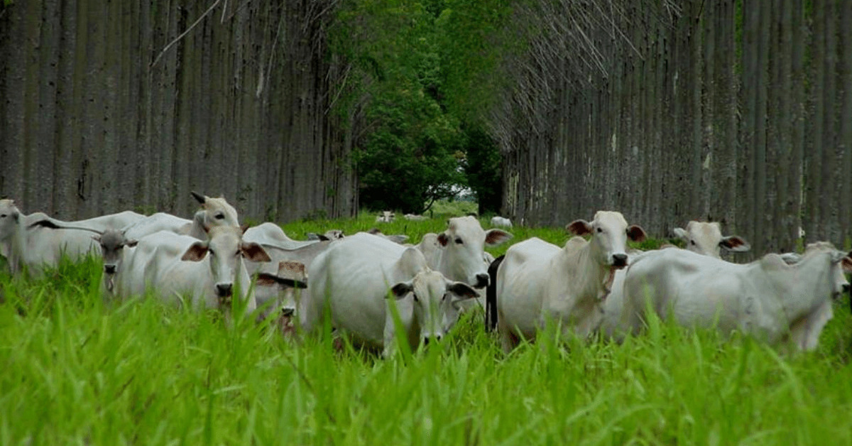 mapa lanca consulta publica sobre programa carbono verde