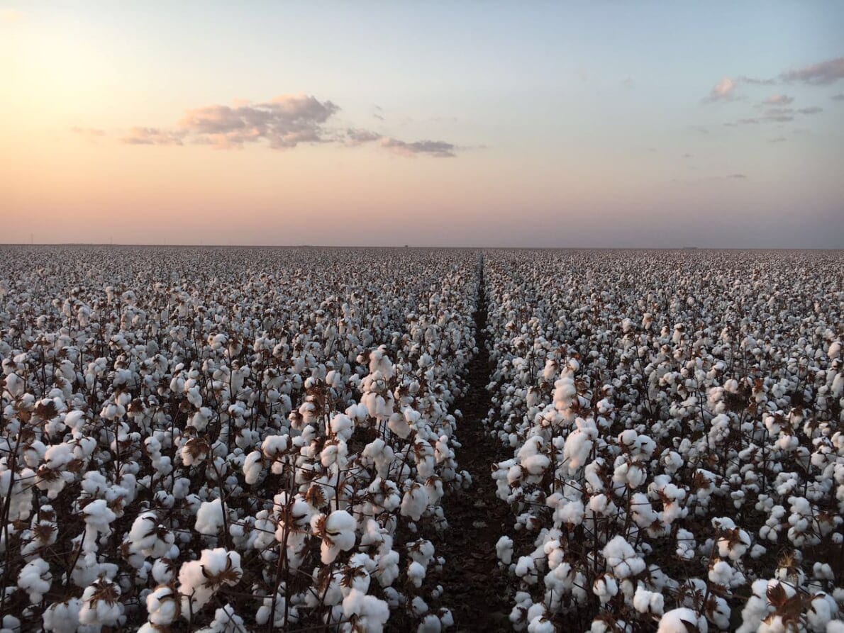 mapa publica zoneamento agricola da cultura do algodao herbaceo 1