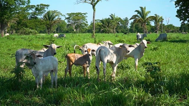 pecuária mato grosso mt sustentável pantanal