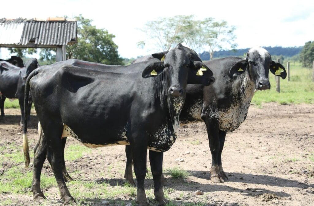 Mato Grosso vai investir R$ 17,9 mi para alavancar pecuária leiteira 2 mato grosso vai investir r 179 mi para alavancar pecuaria leiteira