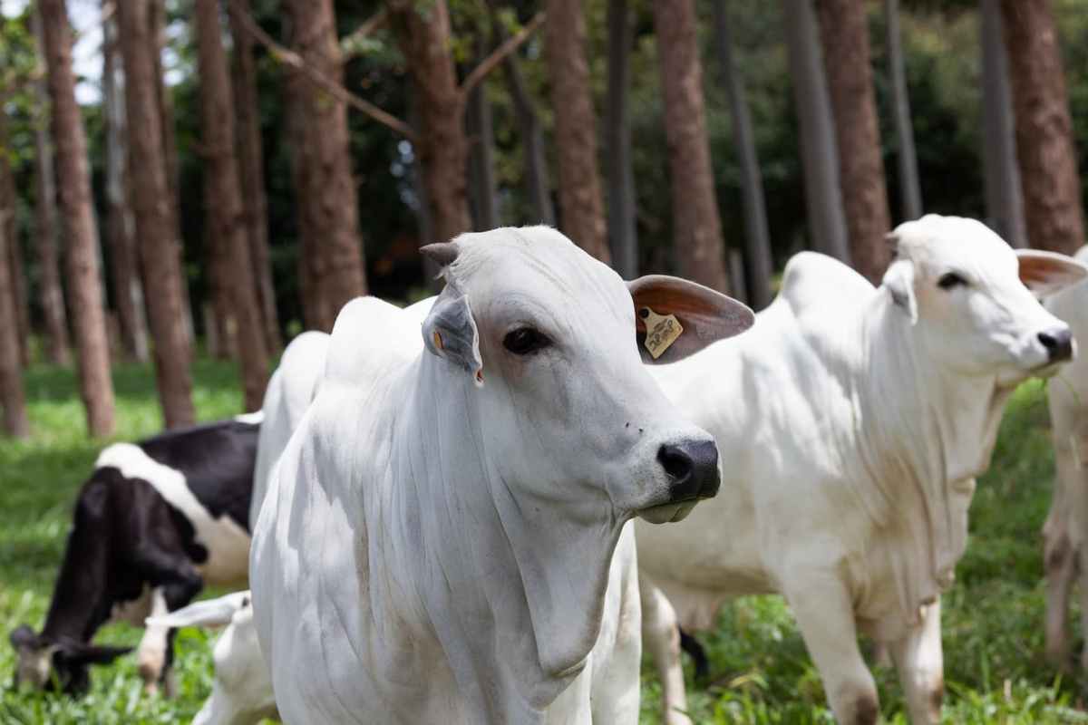 mercado do boi 23 de junho agronews