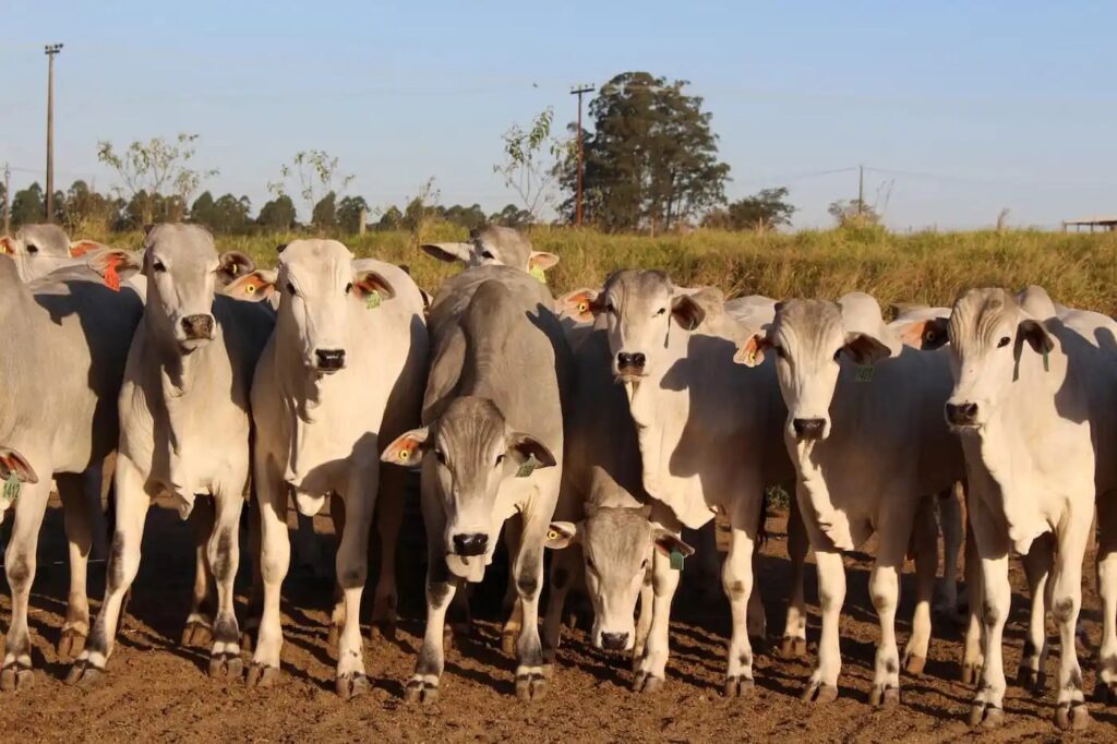 mercado do boi 30 de junho 1