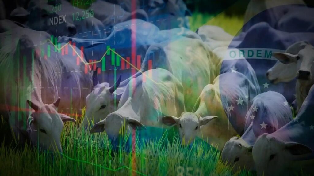 Mercado do boi reage e apresenta perspectivas promissoras para a pecuária – Agronews 2 mercado do boi reage e apresenta perspectivas promissoras para a pecuaria agronews