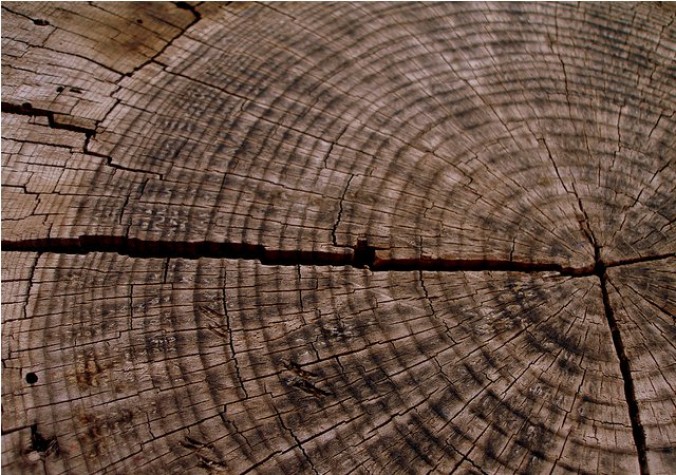 metodo para calcular a idade de arvores e tema de curso