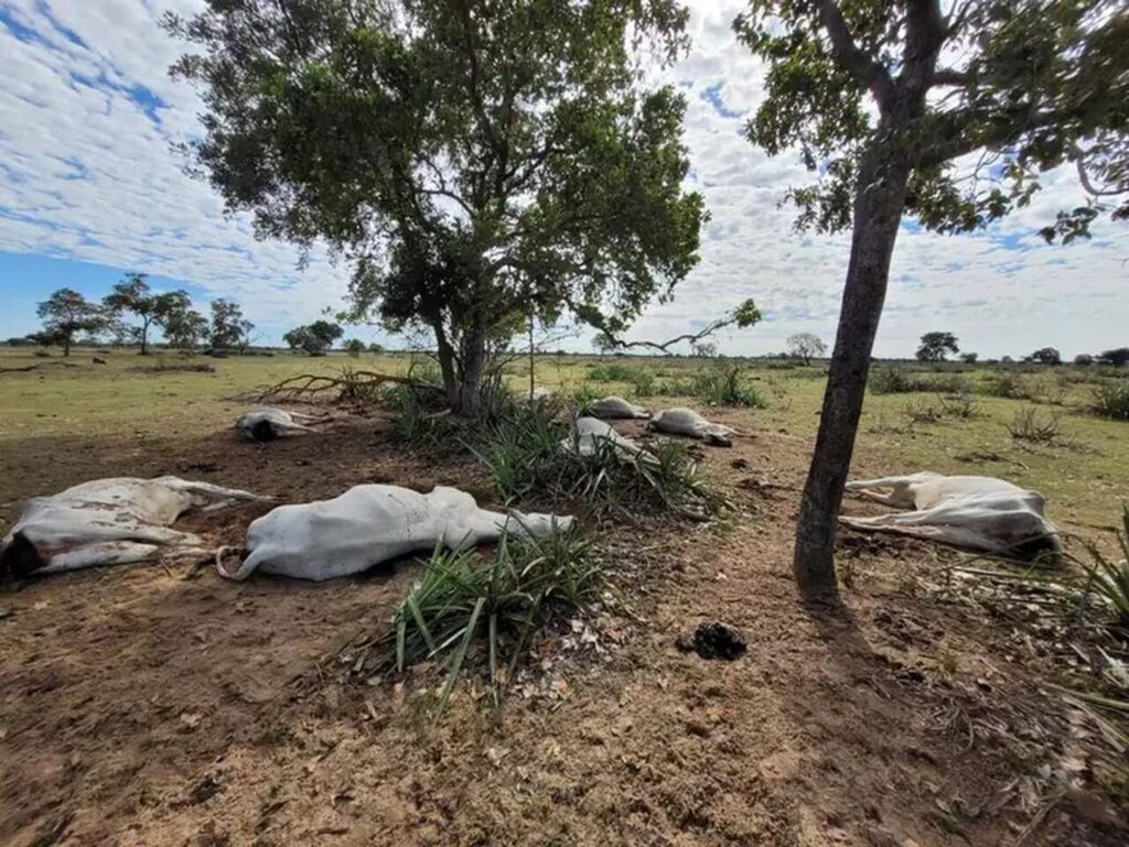 morte de animais pelo frio como acontece e por que a carne nao pode ser consumida