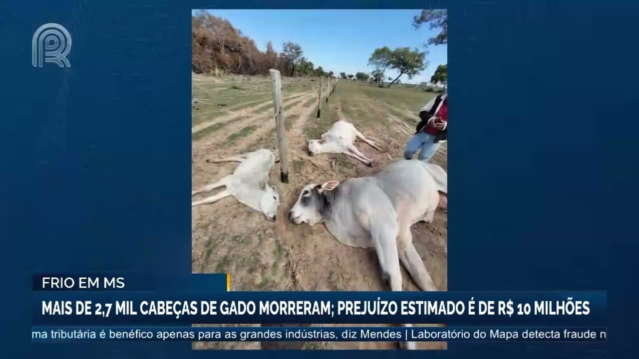 morte de gado em ms causa prejuizo de r 10 milhoes