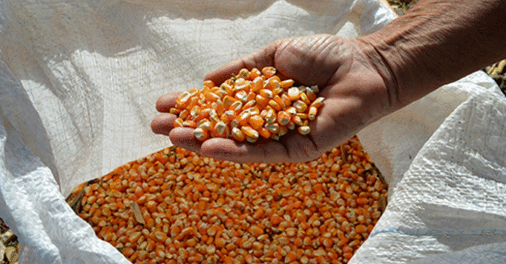 movimento de queda no preço é interrompido • Portal DBO 2 movimento de queda no preco e interrompido portal dbo