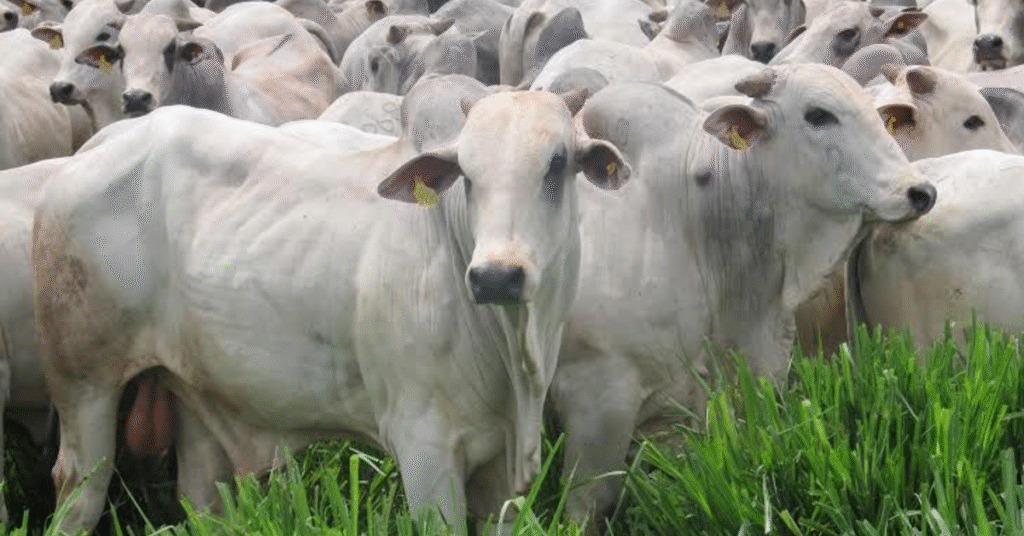 MT exporta volume recorde de carne bovina nos primeiros cinco meses de 2023 • Portal DBO 2 mt exporta volume recorde de carne bovina nos primeiros cinco meses de 2023 portal dbo