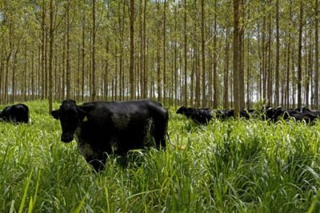 mudancas climaticas e agriculturas de baixo carbono serao discutidas pela embrapa veja como participar