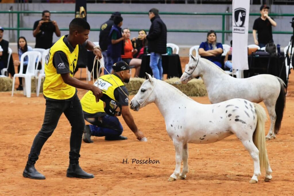 nacional do cavalo ponei acontece ate domingo 11 6 no interior do rio