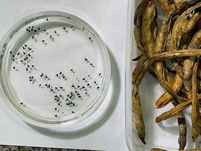 nova praga no feijao caupi resulta em perda total da lavoura 1