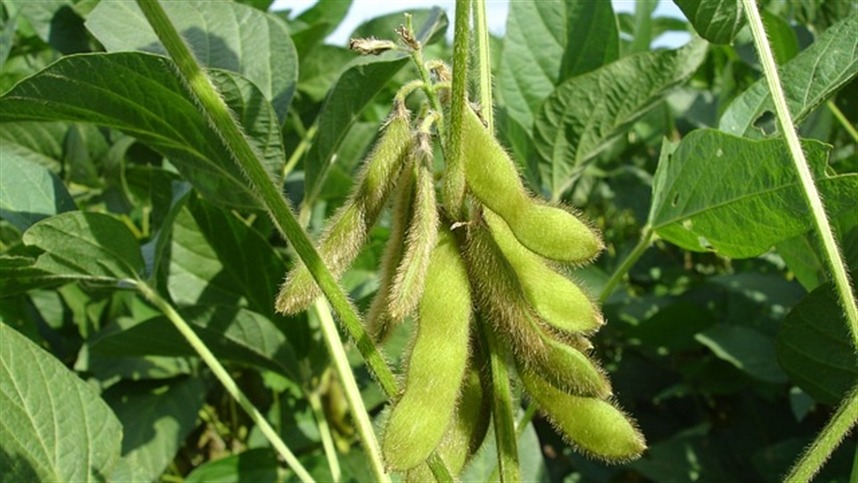 novas quedas para a soja no centro oeste 1