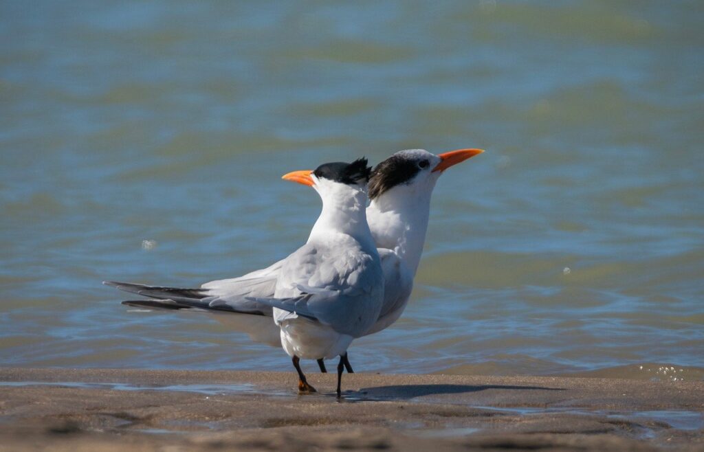 Gripe avi&aacute;ria: novo foco em ave silvestre &eacute; registrado no estado de S&atilde;o Paulo