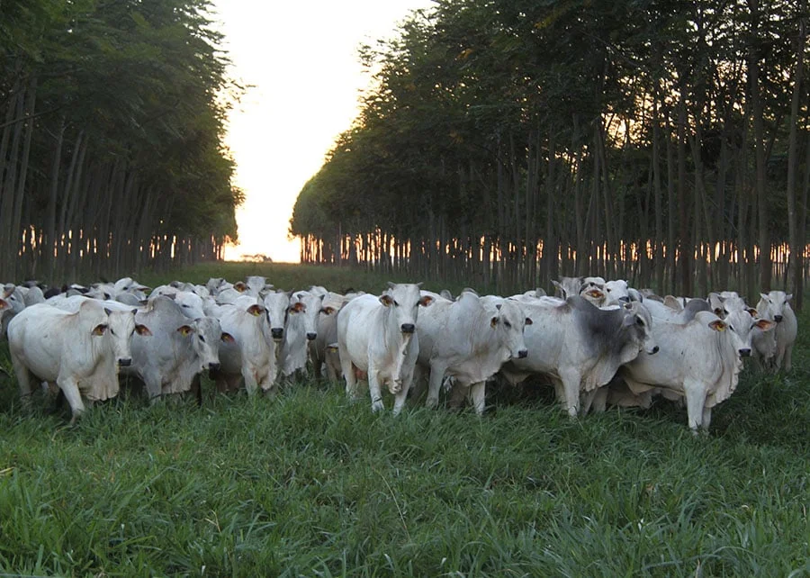 Novo modelo de análise revela alta sustentabilidade em sistemas de integração agrícola 2 novo modelo de analise revela alta sustentabilidade em sistemas de integracao agricola