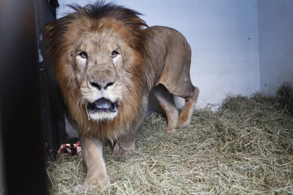 Novo morador do zoo de Cascavel: conheça o leão Francisco 2 novo morador do zoo de cascavel conheca o leao francisco 1