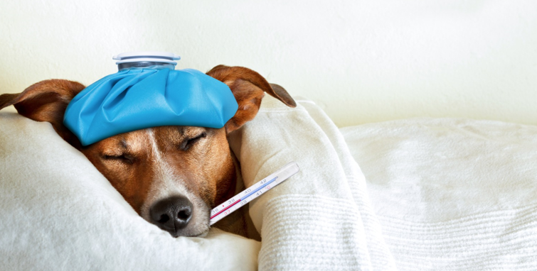 o inverno chegou redobre a atencao aos pets com a doenca tosse dos canis