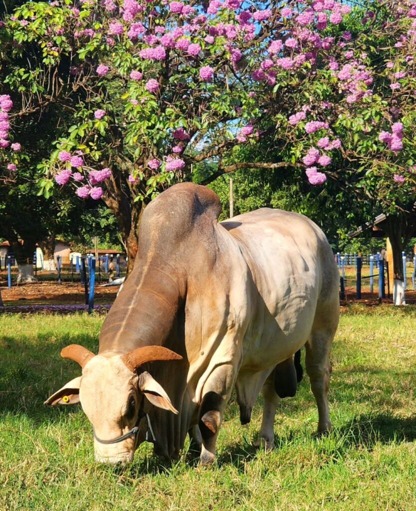 o que e subpastejo e superpastejo 1