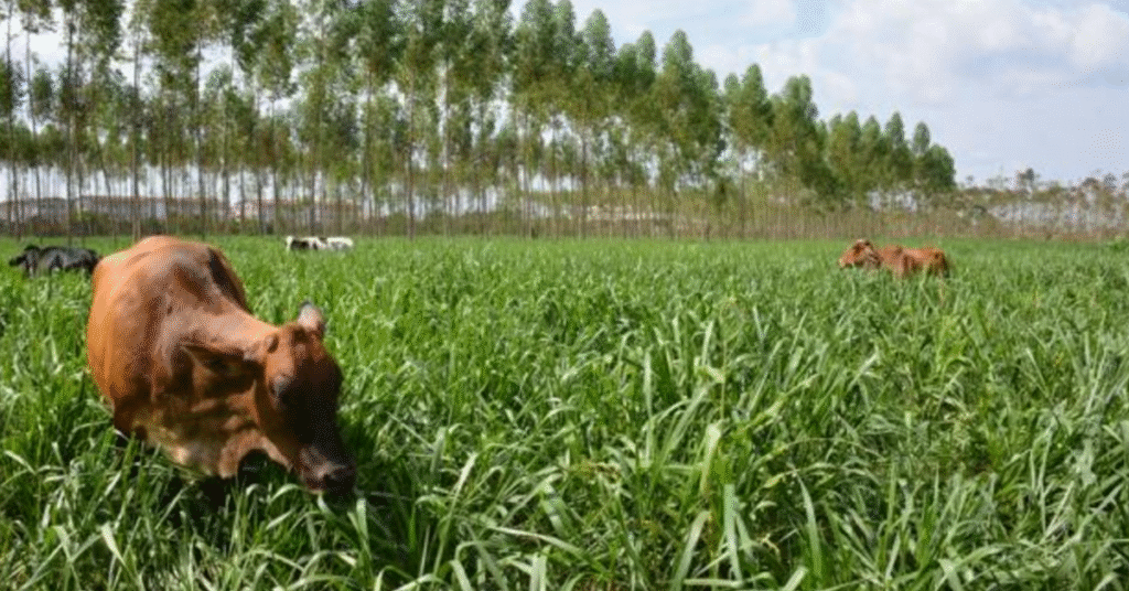 ocde eleva previsao para crescimento do pib do brasil com impulso do agro portal dbo