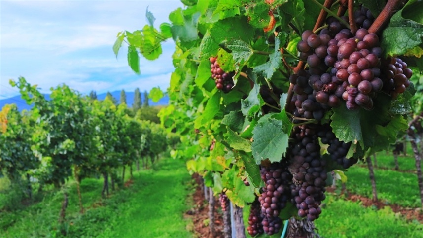 oferta da uva negra sem semente cai no vale 1