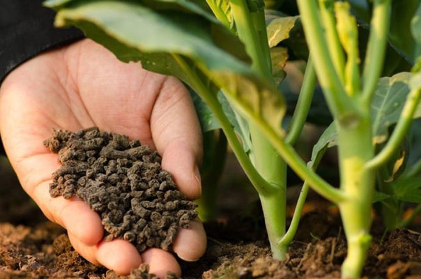oficina mostra como elaborar biofertilizantes com residuos da propriedade rural 1