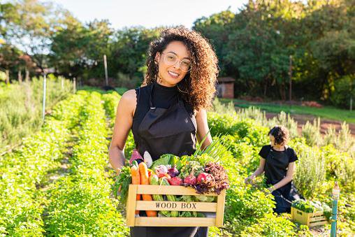 olericultura brasil produz 5 milhoes de toneladas de hortalicas 1