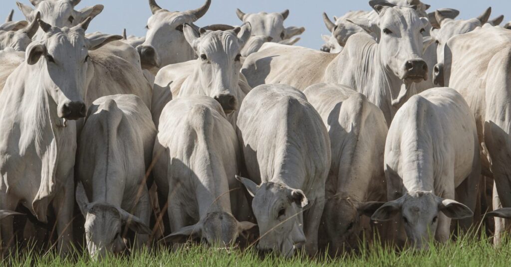 ouca f09f8ea7 seis alvos de atencao para sobreviver ao ciclo de baixa da pecuaria portal dbo 2