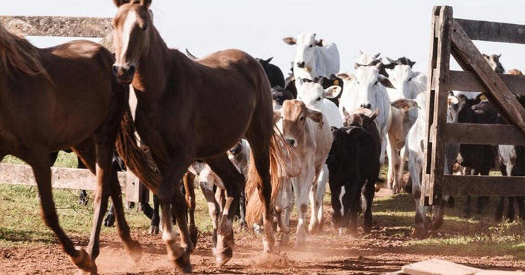 pecuarista goiano tem ate dia 25 de junho para vacinar o rebanho contra raiva portal dbo