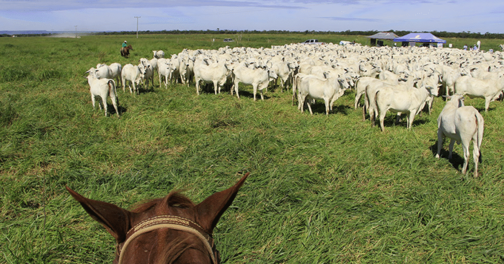 Pesquisa do Imea revela perfil e hábitos do produtor rural mato-grossense • Portal DBO 2 pesquisa do imea revela perfil e habitos do produtor rural mato grossense portal dbo