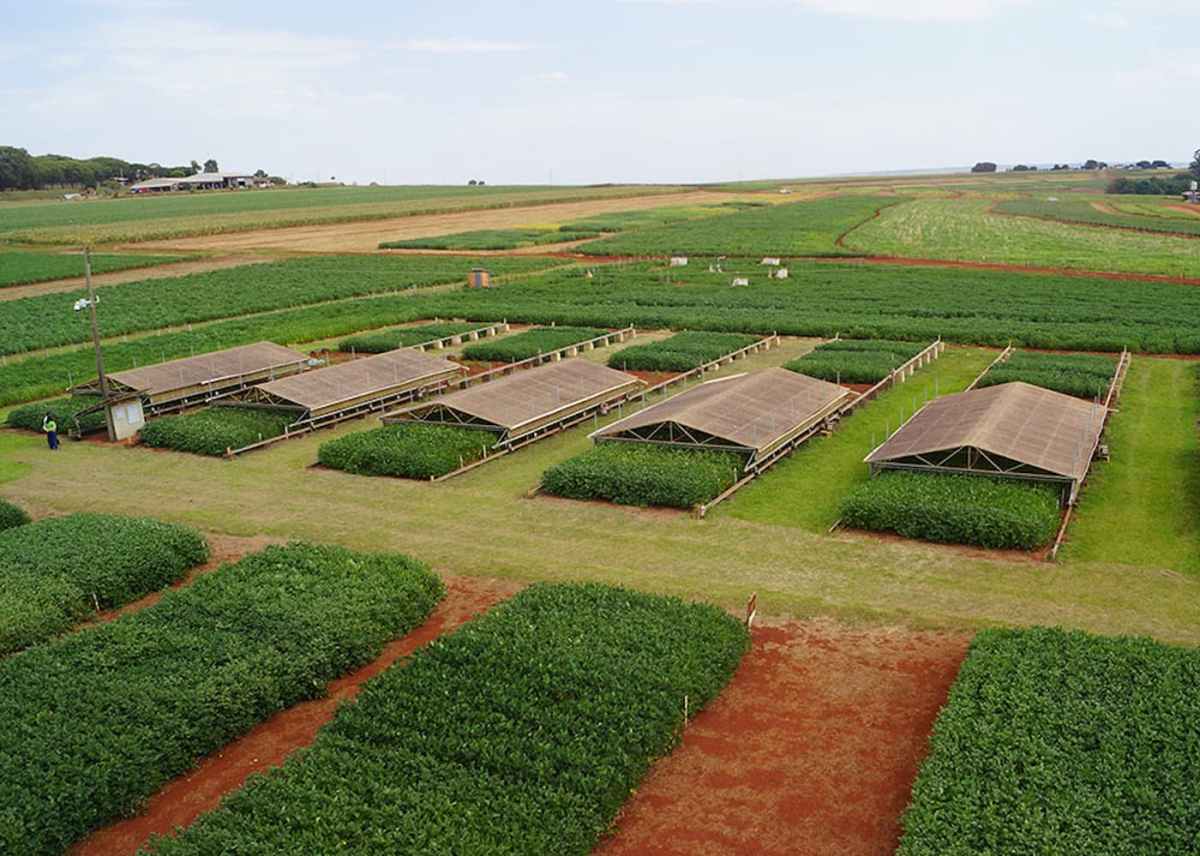 pesquisadores combinam tecnologias para enfrentar a seca na soja agronews