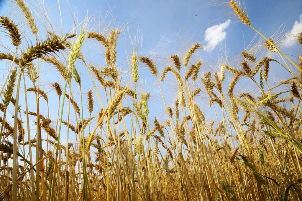 plantio do trigo atinge 55 da area estimada no rs 1