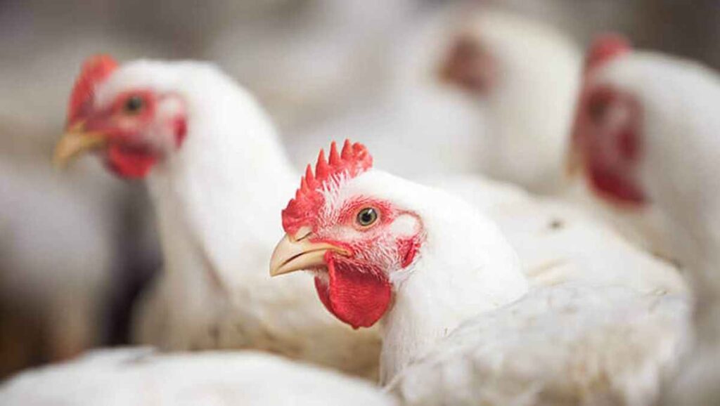 preco da carne de frango esta em alta agronews