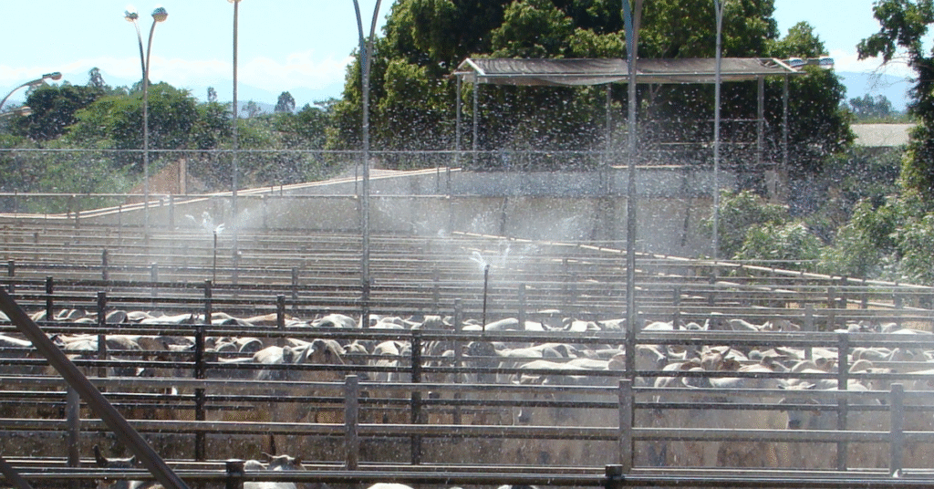 preco do boi gordo segue enfraquecido abates de femeas crescem portal dbo