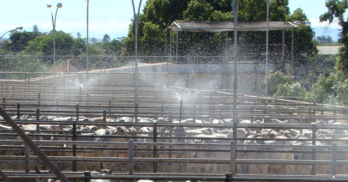 preco do boi gordo segue enfraquecido abates de femeas crescem portal dbo