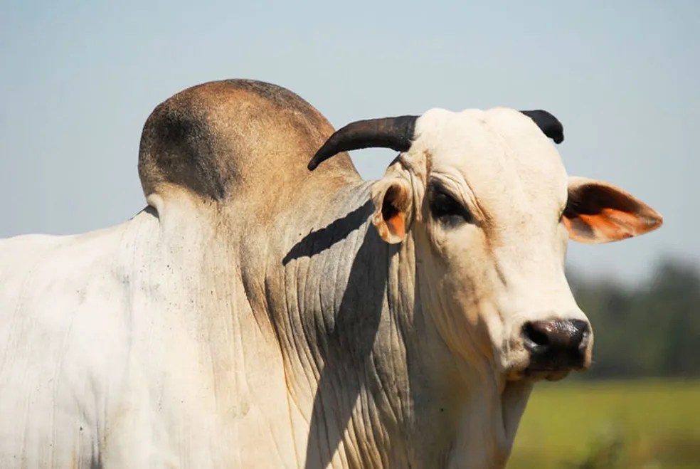 preco do boi gordo segue enfraquecido