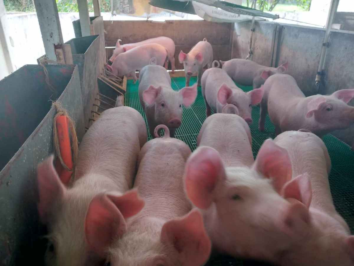 preco do suino segue estavel 1