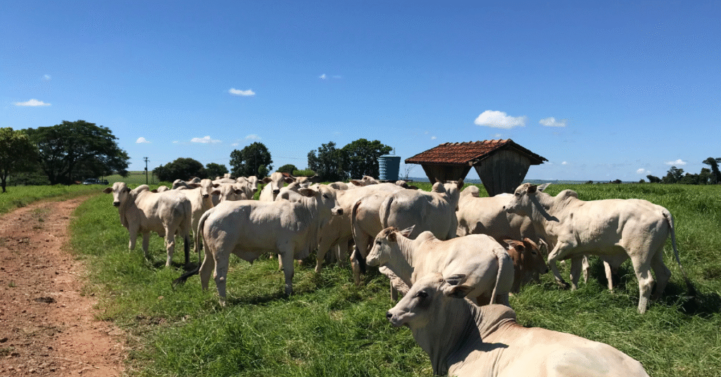 preços agropecuários caem 1,31% em maio de 2023, aponta IEA • Portal DBO 2 precos agropecuarios caem 131 em maio de 2023 aponta iea portal dbo